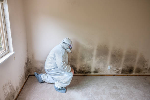 Best HVAC Mold Remediation in Emma, NC